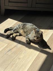 Lost Male Cat last seen Andrew Avenue, Elko New Market, MN 55020