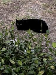 Found/Stray Unknown Cat last seen Cooley Place, Pasadena, CA 91104