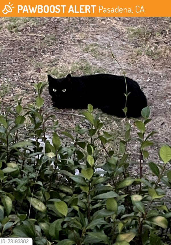 Found/Stray Unknown Cat last seen Cooley Place, Pasadena, CA 91104
