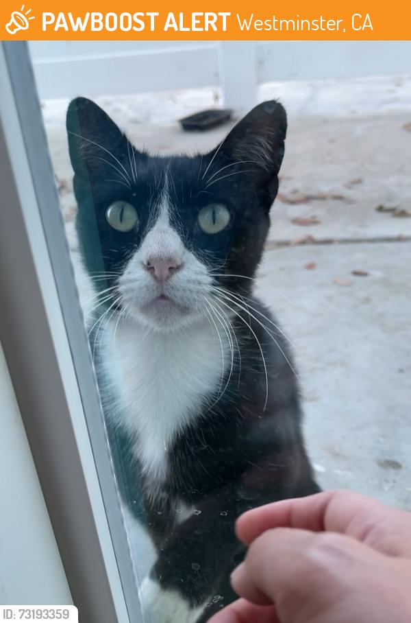 Found/Stray Male Cat last seen Magnolia street and Hazard Avenue, Westminster, CA 92683