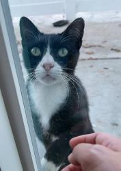 Found/Stray Male Cat last seen Magnolia street and Hazard Avenue, Westminster, CA 92683