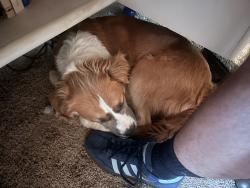 Reunited Female Dog last seen Siler Bald Trail, Macon County, NC 28781