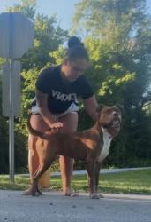 Lost Male Dog last seen Harris st, Jackson park, 4 Seasons blvd, Hendersonville, NC 28792