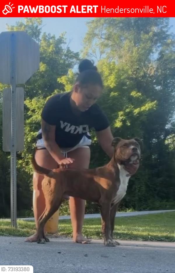 Lost Male Dog last seen Harris st, Jackson park, 4 Seasons blvd, Hendersonville, NC 28792