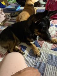Reunited Male Dog last seen Near Via Lomas Apt. 191, Laguna Hills, CA 92653