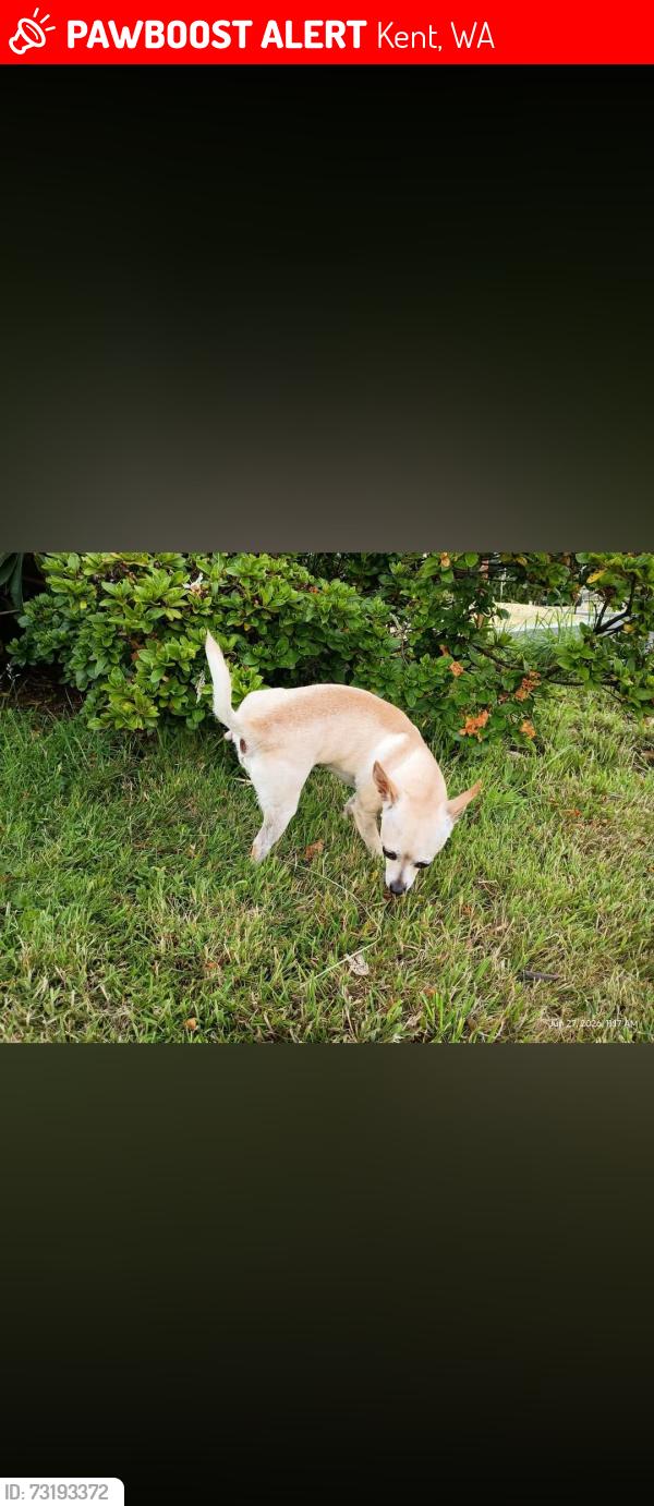 Lost Male Dog last seen Near SE 201st st kent, Kent, WA 98031