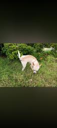 Lost Male Dog last seen Near SE 201st st kent, Kent, WA 98031