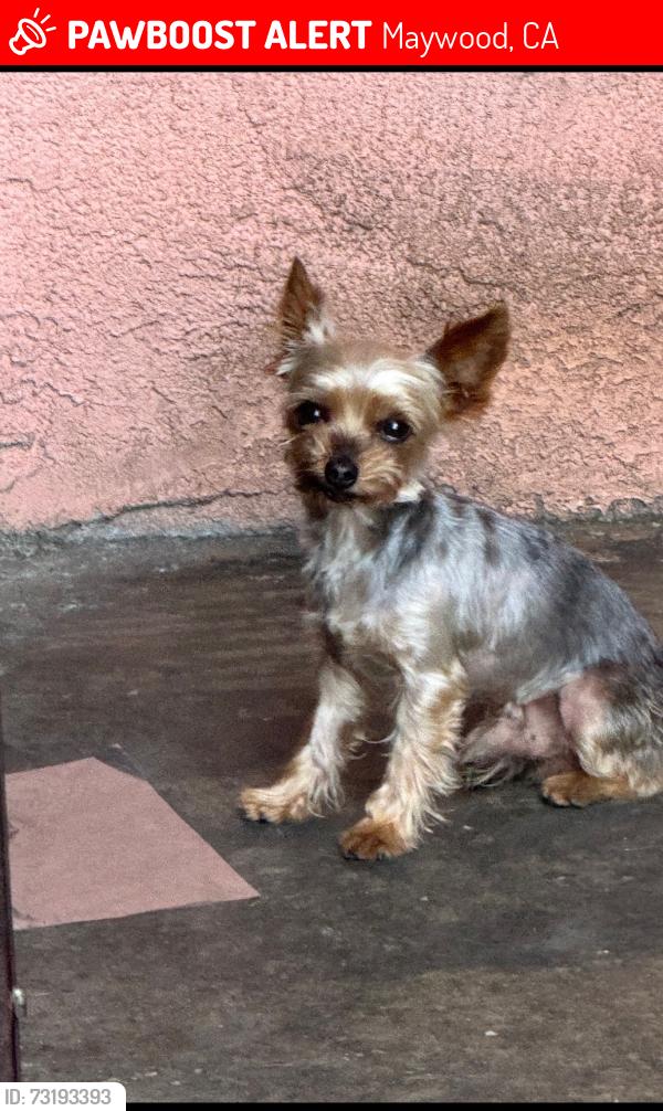 Lost Male Dog last seen Heliotrope and 60th st, Maywood, CA 90270