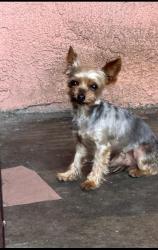 Lost Male Dog last seen Heliotrope and 60th st, Maywood, CA 90270