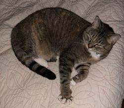 Lost Female Cat last seen Sun Circle Off Carriage Way, West Linn, OR 97068