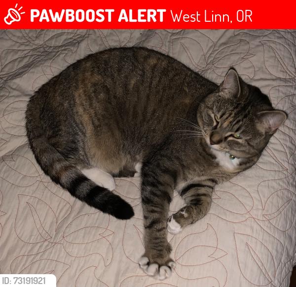 Lost Female Cat last seen Sun Circle Off Carriage Way, West Linn, OR 97068