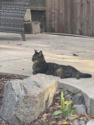 Reunited Male Cat last seen Lialana, Citrus Heights, CA 95610