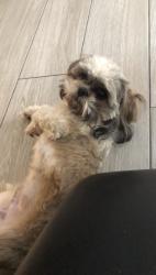 Reunited Male Dog last seen Joe Battle and Edgemere, El Paso, TX 79936