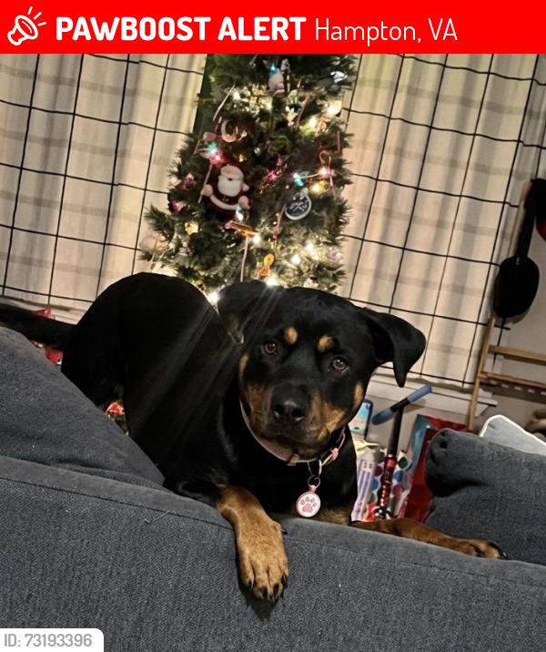 Lost Female Dog last seen Foxhill, Hampton, VA 23669