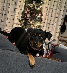 Lost Female Dog last seen Foxhill, Hampton, VA 23669