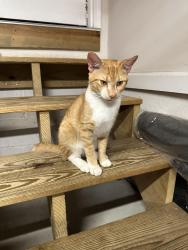 Found/Stray Male Cat last seen Langford Terrace, Durham NC, Durham, NC 27713