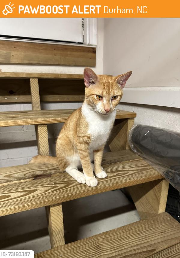Found/Stray Male Cat last seen Langford Terrace, Durham NC, Durham, NC 27713