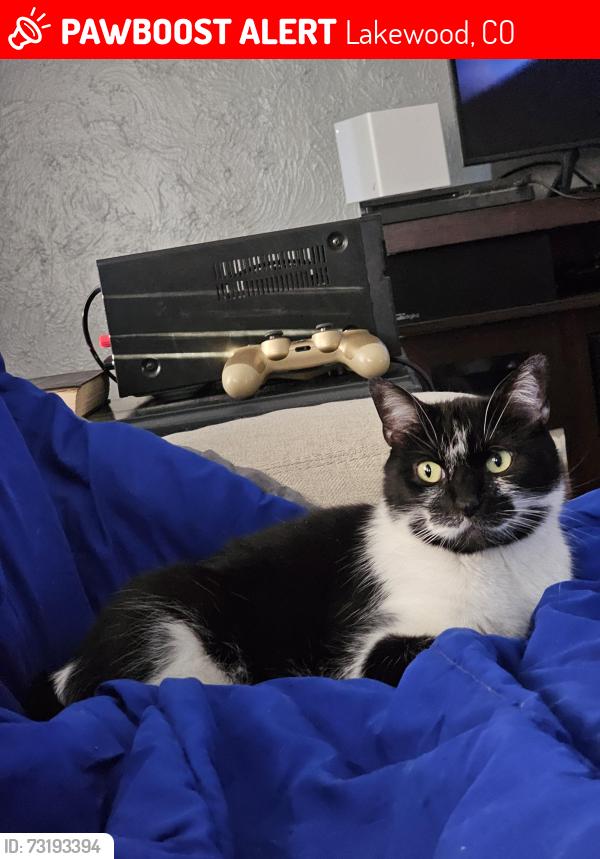 Lost Female Cat last seen 13th and Wadsworth, Lakewood, CO 80214