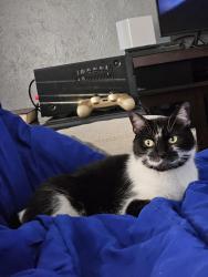 Lost Female Cat last seen 13th and Wadsworth, Lakewood, CO 80214
