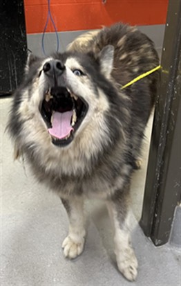 Shelter Stray Male Dog last seen Near BLOCK RAUSCH DR, 3528 Newburg Rd, Louisville, KY 40218, USA
