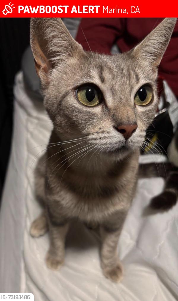 Lost Female Cat last seen Surroundings, Marina, CA 93933