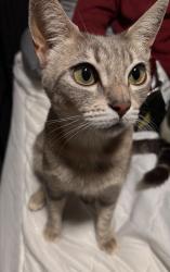 Lost Female Cat last seen Surroundings, Marina, CA 93933