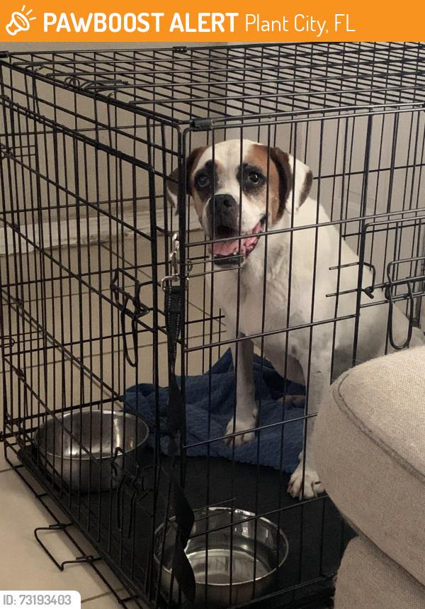 Found/Stray Female Dog last seen Alexander st and timberline, Plant City, FL 33563