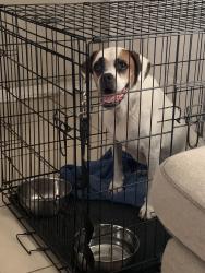 Found/Stray Female Dog last seen Alexander st and timberline, Plant City, FL 33563