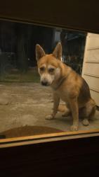 Found/Stray Unknown Dog last seen Dutchman Woods Dr, Mobile, AL 36695