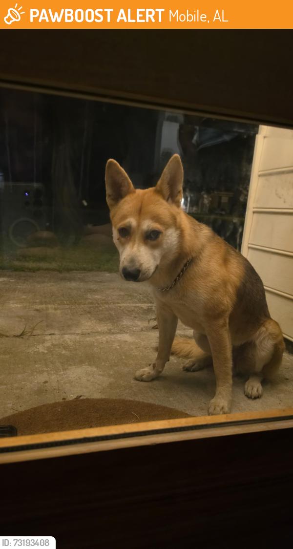 Found/Stray Unknown Dog last seen Dutchman Woods Dr, Mobile, AL 36695