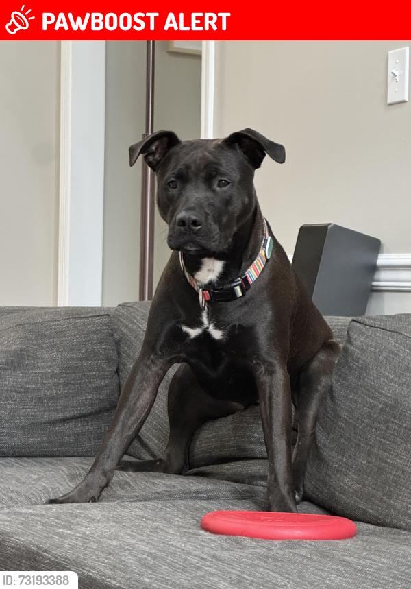 Lost Male Dog last seen Flintlock Run and Hearthstone Way, Morris Township, NJ 07960