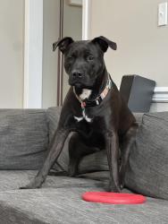 Lost Male Dog last seen Flintlock Run and Hearthstone Way, Morris Township, NJ 07960
