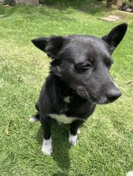 Lost Male Dog last seen San francisco ayotuxco norte, cerca de Cachirulandia, San Francisco Ayotuzco, Méx. 52798