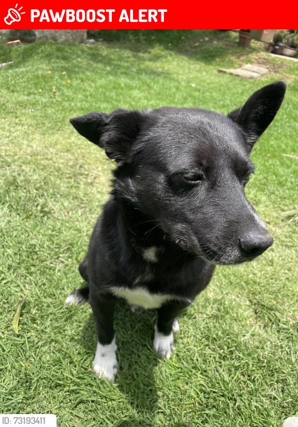 Lost Male Dog last seen San francisco ayotuxco norte, cerca de Cachirulandia, San Francisco Ayotuzco, Méx. 52798