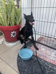 Reunited Male Dog last seen Temple and 7th Street, Long Beach, CA 90814