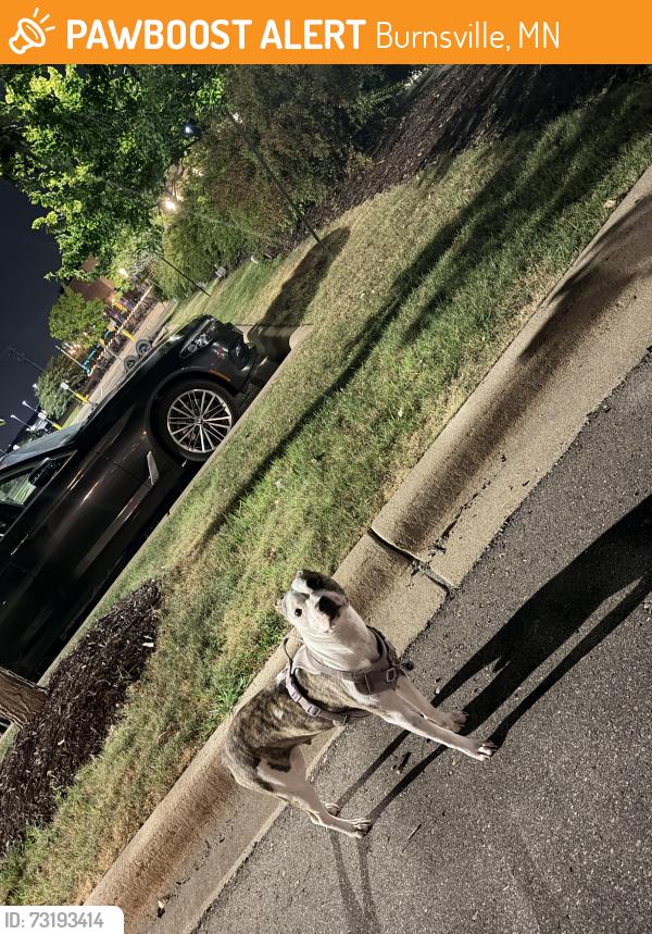 Found/Stray Unknown Dog last seen Cub Foods, Burnsville, MN 55337