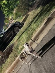 Found/Stray Unknown Dog last seen Cub Foods, Burnsville, MN 55337