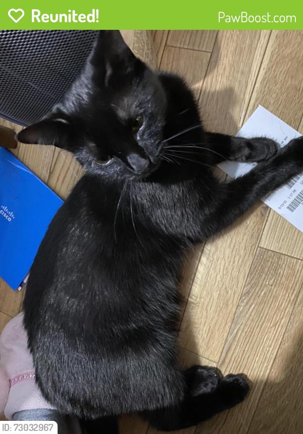 Reunited Female Cat last seen Northfield Ave & highwood street, West Orange, NJ 07052