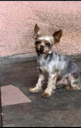 Lost Male Cat last seen Heliotrope and Woodlawn, Maywood, CA 90270