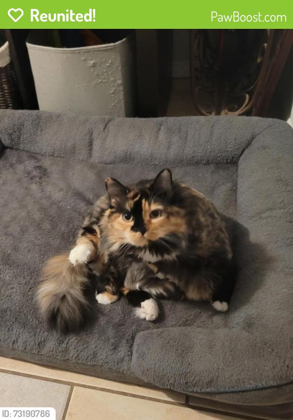 Reunited Female Cat last seen Antoine and hammerly, Houston, TX 77055