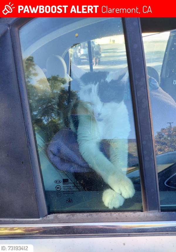 Lost Male Cat last seen Smart & Final Store, Claremont, CA 91711