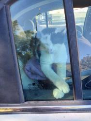 Lost Male Cat last seen Smart & Final Store, Claremont, CA 91711