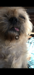 Lost Female Dog last seen Near the churxh, Henderson, TX 75654