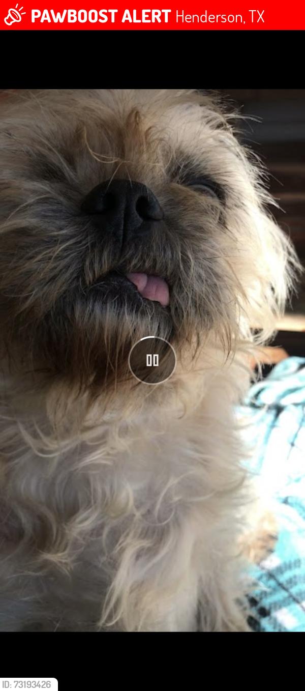 Lost Female Dog last seen Near the churxh, Henderson, TX 75654