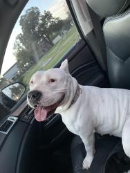 Lost Female Dog last seen W Harlan Ave & Ferndale St, San Antonio, TX 78211