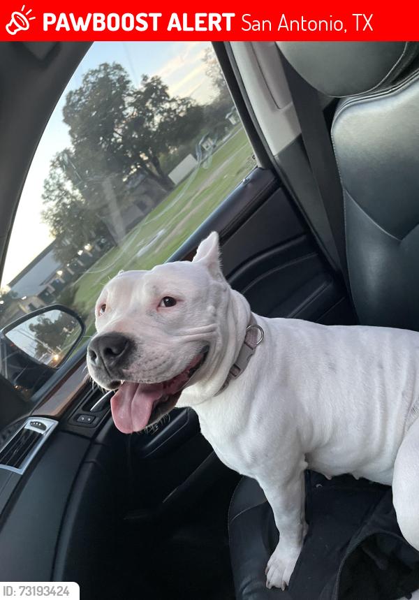 Lost Female Dog last seen W Harlan Ave & Ferndale St, San Antonio, TX 78211