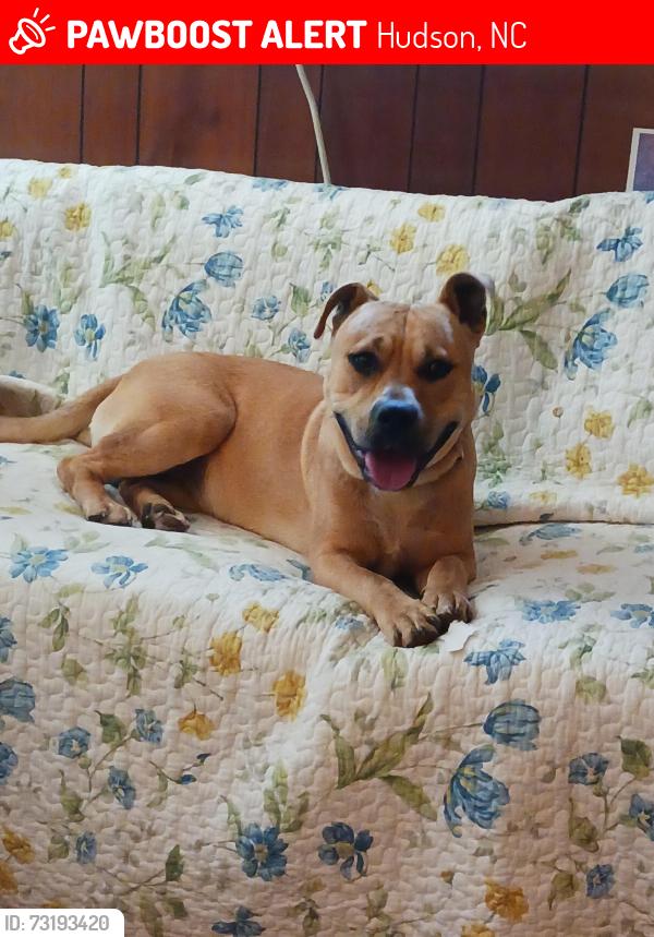 Lost Male Dog last seen Palmer dev,off Pine mtn rd, Hudson, NC 28638