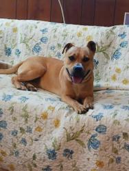 Lost Male Dog last seen Palmer dev,off Pine mtn rd, Hudson, NC 28638