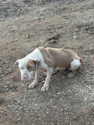 Found/Stray Female Dog last seen Spruce St & Sugarloaf Dr, Riverside, CA 92521