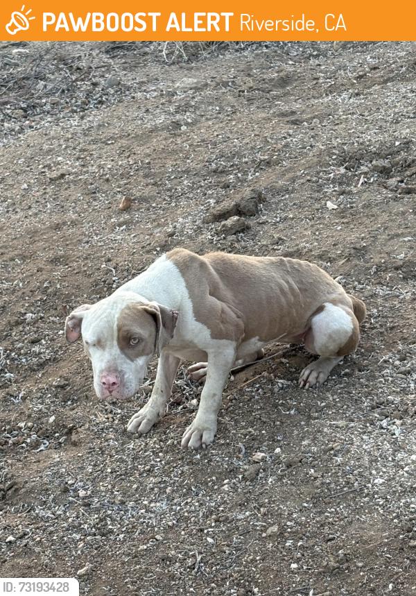 Found/Stray Female Dog last seen Spruce St & Sugarloaf Dr, Riverside, CA 92521